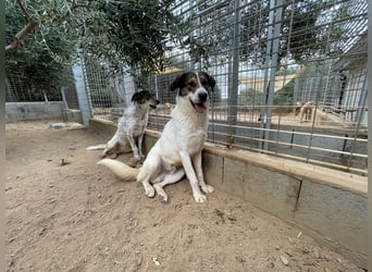 MICHELE - groß, kräftig, toll