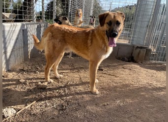 ALEX - er hat so viel Potenzial