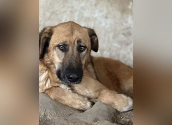 ALEX - er hat so viel Potenzial