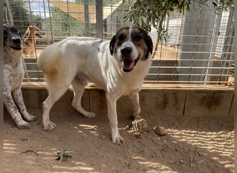 MICHELE - groß, kräftig, toll