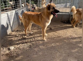 ALEX - er hat so viel Potenzial