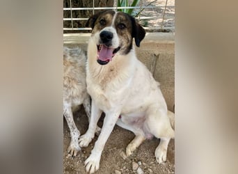 MICHELE - groß, kräftig, toll