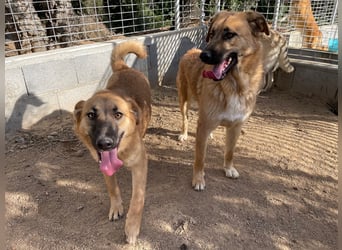 ALEX - er hat so viel Potenzial