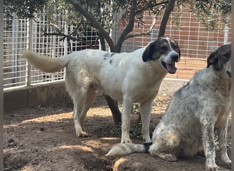 MICHELE - groß, kräftig, toll