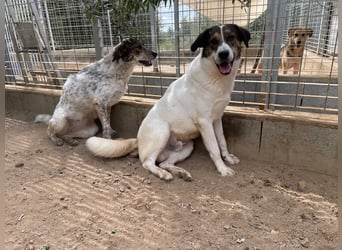 MICHELE - groß, kräftig, toll