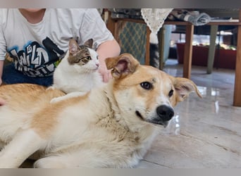 Neugierige MOLLI sucht eine Familie