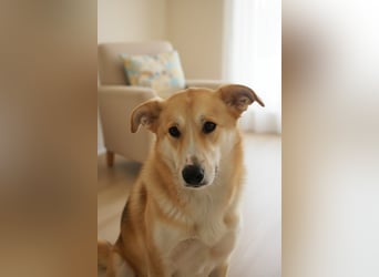 Neugierige MOLLI sucht eine Familie