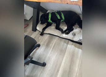 Romeo - Rassiger Retriever-Mischling sucht seine Familie