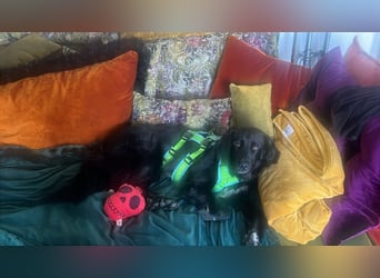 Romeo - Rassiger Retriever-Mischling sucht seine Familie
