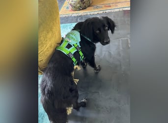 Romeo - Rassiger Retriever-Mischling sucht seine Familie