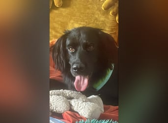 Romeo - Rassiger Retriever-Mischling sucht seine Familie
