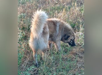 Bloom, geb. ca. 09/2024, lebt in GRIECHENLAND, im städt. Tierheim Serres