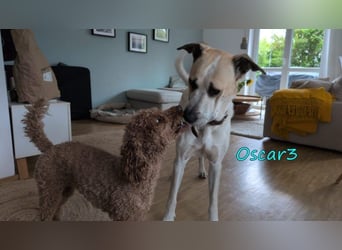 DRINGEND! Oscar3 geb. 12/2020 (in Deutschland) - ausgeglichener Griechischer Herdenschutzhund Mix!