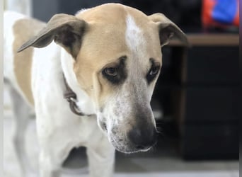 DRINGEND! Oscar3 geb. 12/2020 (in Deutschland) - ausgeglichener Griechischer Herdenschutzhund Mix!