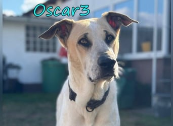 DRINGEND! Oscar3 geb. 12/2020 (in Deutschland) - ausgeglichener Griechischer Herdenschutzhund Mix!