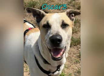 DRINGEND! Oscar3 geb. 12/2020 (in Deutschland) - ausgeglichener Griechischer Herdenschutzhund Mix!