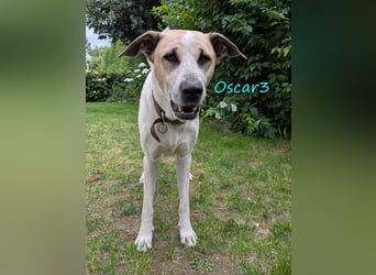 DRINGEND! Oscar3 geb. 12/2020 (in Deutschland) - ausgeglichener Griechischer Herdenschutzhund Mix!