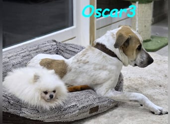 DRINGEND! Oscar3 geb. 12/2020 (in Deutschland) - ausgeglichener Griechischer Herdenschutzhund Mix!