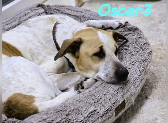 DRINGEND! Oscar3 geb. 12/2020 (in Deutschland) - ausgeglichener Griechischer Herdenschutzhund Mix!