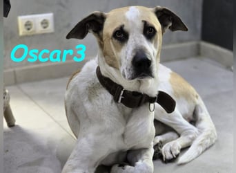 DRINGEND! Oscar3 geb. 12/2020 (in Deutschland) - ausgeglichener Griechischer Herdenschutzhund Mix!