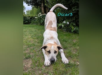 DRINGEND! Oscar3 geb. 12/2020 (in Deutschland) - ausgeglichener Griechischer Herdenschutzhund Mix!