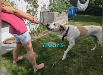 DRINGEND! Oscar3 geb. 12/2020 (in Deutschland) - ausgeglichener Griechischer Herdenschutzhund Mix!