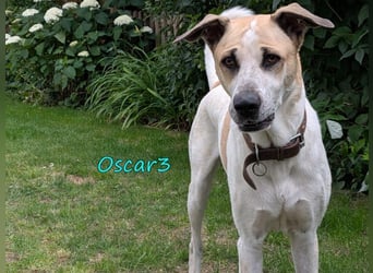 DRINGEND! Oscar3 geb. 12/2020 (in Deutschland) - ausgeglichener Griechischer Herdenschutzhund Mix!