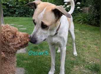 DRINGEND! Oscar3 geb. 12/2020 (in Deutschland) - ausgeglichener Griechischer Herdenschutzhund Mix!