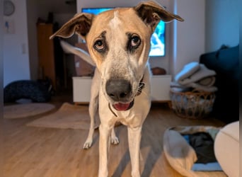 DRINGEND! Oscar3 geb. 12/2020 (in Deutschland) - ausgeglichener Griechischer Herdenschutzhund Mix!