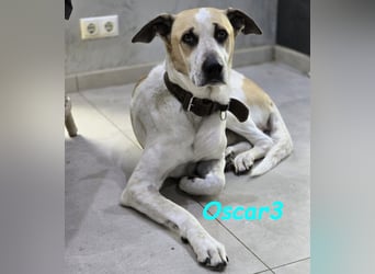 DRINGEND! Oscar3 geb. 12/2020 (in Deutschland) - ausgeglichener Griechischer Herdenschutzhund Mix!