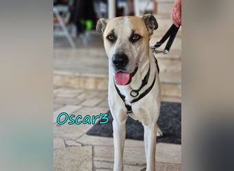 DRINGEND! Oscar3 geb. 12/2020 (in Deutschland) - ausgeglichener Griechischer Herdenschutzhund Mix!