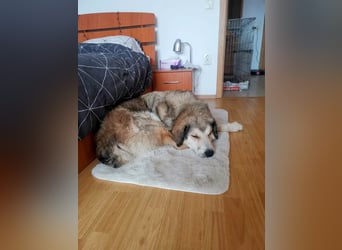 Fistic, süßer Dreibeiner, möchte auch so gerne eine Familie. Wer gibt ihm eine Chance?