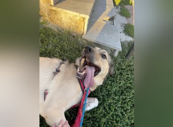 Romeo wünscht sich ein für immer Zuhause