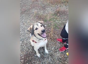 Romeo wünscht sich ein für immer Zuhause