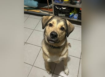 Romeo wünscht sich ein für immer Zuhause