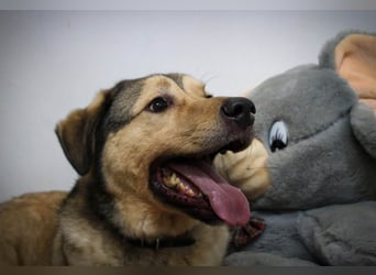 Romeo wünscht sich ein für immer Zuhause