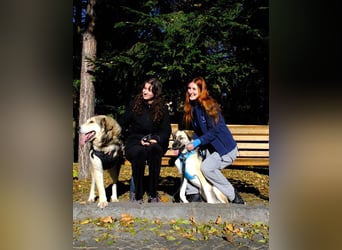 Fistic, süßer Dreibeiner, möchte auch so gerne eine Familie. Wer gibt ihm eine Chance?