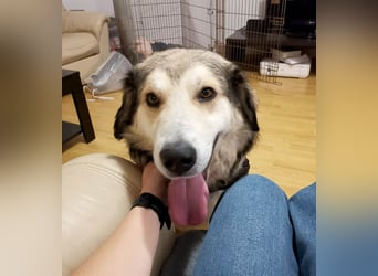 Fistic, süßer Dreibeiner, möchte auch so gerne eine Familie. Wer gibt ihm eine Chance?