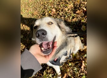 Fistic, süßer Dreibeiner, möchte auch so gerne eine Familie. Wer gibt ihm eine Chance?