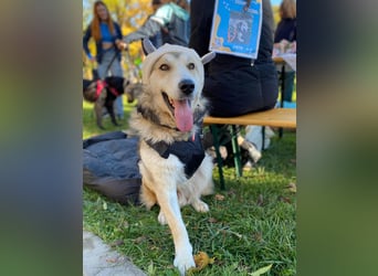 Fistic, süßer Dreibeiner, möchte auch so gerne eine Familie. Wer gibt ihm eine Chance?