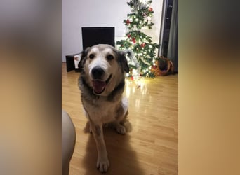 Fistic, süßer Dreibeiner, möchte auch so gerne eine Familie. Wer gibt ihm eine Chance?