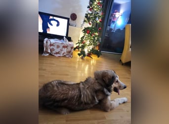 Fistic, süßer Dreibeiner, möchte auch so gerne eine Familie. Wer gibt ihm eine Chance?