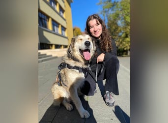 Fistic, süßer Dreibeiner, möchte auch so gerne eine Familie. Wer gibt ihm eine Chance?