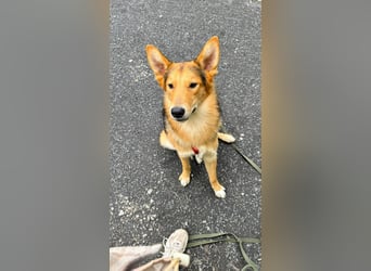 Fröhlicher Nordik sucht sein Zuhause
