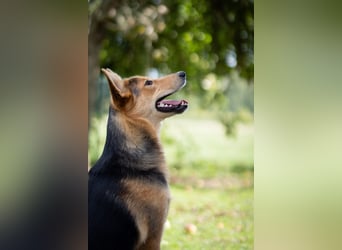 Toller Nordik sucht liebevolles Zuhause