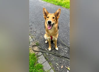 Toller Nordik sucht liebevolles Zuhause