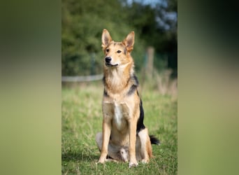 Toller Nordik sucht liebevolles Zuhause