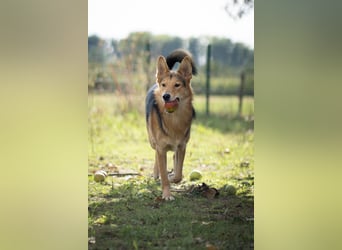 Toller Nordik sucht liebevolles Zuhause