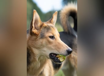 Fröhlicher Nordik sucht sein Zuhause