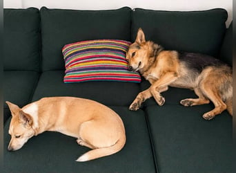 Toller Nordik sucht liebevolles Zuhause